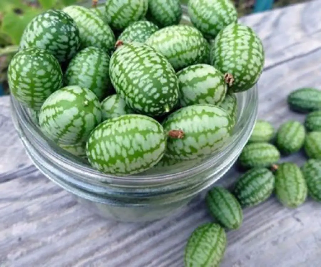 Mini Watermelon Seeds